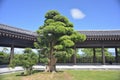 Tsz Shan Monastery pine pavilion Gazebo Kiosk