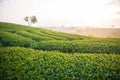 ttea plantation Royalty Free Stock Photo