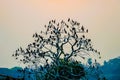 Tree with birds Royalty Free Stock Photo