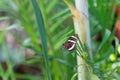 tterfly with black wings. butterfly in nature. butterfly insect closeup.