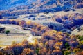 Tthe autumn birches and path Royalty Free Stock Photo