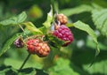 Tthe ripening berries of raspberry