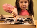 Little Girl Scrutinizes Entomology Collection of Tropical Butterflies Royalty Free Stock Photo