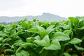 TTobacco(Nicotiana tabacum Linn)fa Royalty Free Stock Photo