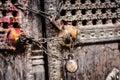 Wooden door with chain and locks Royalty Free Stock Photo