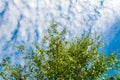Ttree crown on blue sky background Royalty Free Stock Photo