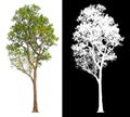 Ttree on white background with clipping path Royalty Free Stock Photo