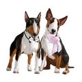 TTwo bull terriers in wedding dresses. Watercolor drawing