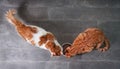 Two cute tabby cats eating together dry food seen from a high angle view