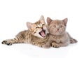 Ttwo funny kittens lying together. on white background