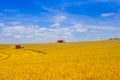 Ttwo  Harvester harvesting yellow wheat Royalty Free Stock Photo