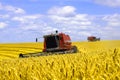 Ttwo Harvester harvesting yellow wheat Royalty Free Stock Photo