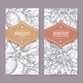 Ttwo labels with Orange blossom and lemon branch sketch