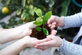 Tu Bishvat Day. Adult and child are holding green growing seedling growing from Royalty Free Stock Photo