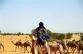 Tuareg camel driver, Mauritania Royalty Free Stock Photo