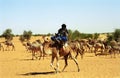 Tuareg camel driver, Mauritania Royalty Free Stock Photo