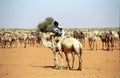 Tuareg camel driver, Mauritania Royalty Free Stock Photo