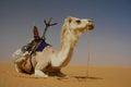 Tuareg camel in the Sahara desert Royalty Free Stock Photo