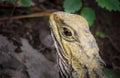 Tuatara Eye And Head Details