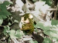 Tuatara lizard peering from shady spot in greenery