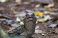 Tuatara, the prehistoric native reptile from New Zealand