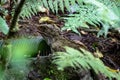 Tuatara, the prehistoric native reptile from New Zealand