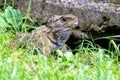 Tuatara, the prehistoric native reptile from New Zealand