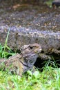 Tuatara, the prehistoric native reptile from New Zealand