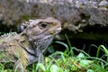 Tuatara, the prehistoric native reptile from New Zealand