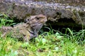 Tuatara, the prehistoric native reptile from New Zealand