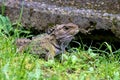 Tuatara, the prehistoric native reptile from New Zealand