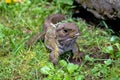 Tuatara, the prehistoric native reptile from New Zealand