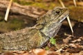 Tuatara,Sphenodon punctatus,rare living fossil, New Zealand