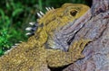 Tuatara