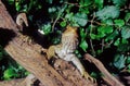 Tuatara