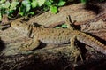 Tuatara