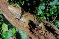 Tuatara