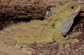 Tuatara