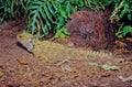 Tuatara