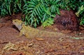 Tuatara