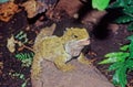 Tuatara