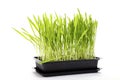 Tub Of Freshly Grown Cat Grass
