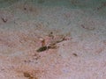 Tub gurnard, Chelidonichthys lucerna..Achmelvich Bay, Diving, Scotland