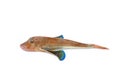 Tub gurnard, isolated on white background