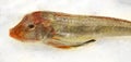 Tub gurnard chelidonichthys lucerna mediterranean sea food fresh