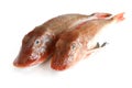 Tub gurnard fish over white Royalty Free Stock Photo