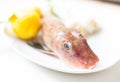 Tub gurnard raw fish head in selective focus Royalty Free Stock Photo