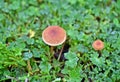 Agaric fungus, the scurfy twiglet, mushroom Royalty Free Stock Photo