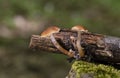 Tubaria furfuracea, commonly known as the scurfy twiglet, is a common species of agaric fungus Royalty Free Stock Photo