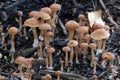 Tubaria furfuracea mushrooms in autumn forest